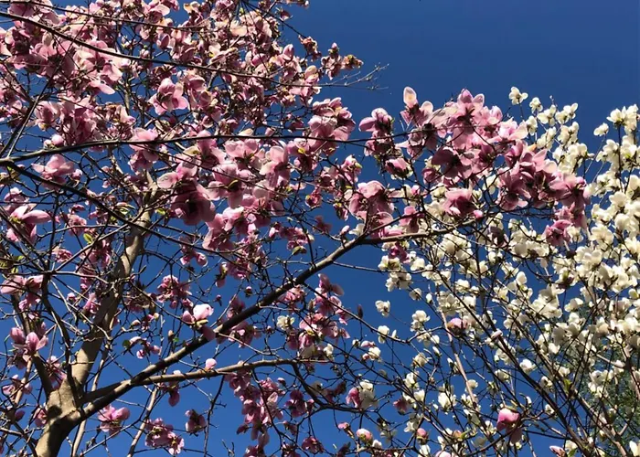 Rustico Il Nove * Piazzogna