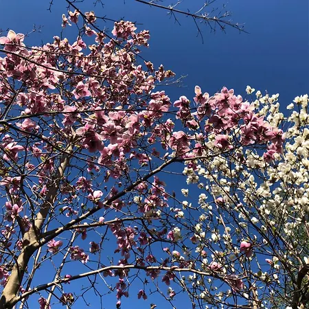 Rustico Il Nove * Piazzogna